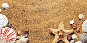 seashells-1337565_1280